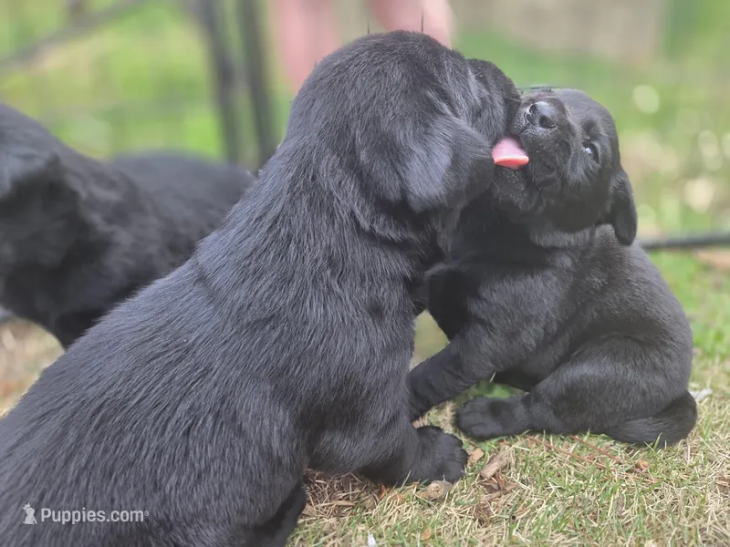 AKC Black Male #2 – Labrador Retriever puppy for sale in Travelers Rest, SC