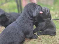 AKC Black Male #2, a female Labrador Retriever for sale in Travelers Rest, SC – Photo 2 of 10