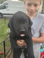 AKC Black Male #2, a female Labrador Retriever for sale in Travelers Rest, SC – Photo 6 of 10