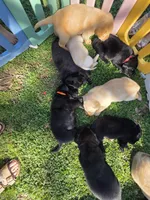 AKC Black Male #2, a female Labrador Retriever for sale in Travelers Rest, SC – Photo 6 of 10