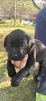 AKC Black Male #2, a female Labrador Retriever for sale in Travelers Rest, SC – Photo 1 of 10