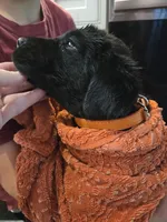 AKC Black Male #2, a female Labrador Retriever for sale in Travelers Rest, SC – Photo 4 of 10