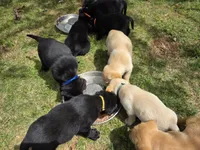 AKC Black Male #2, a female Labrador Retriever for sale in Travelers Rest, SC – Photo 7 of 10
