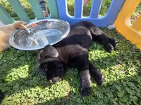 AKC Black Male #2, a female Labrador Retriever for sale in Travelers Rest, SC – Photo 8 of 10