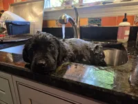 AKC Black Male #2, a female Labrador Retriever for sale in Travelers Rest, SC – Photo 3 of 10