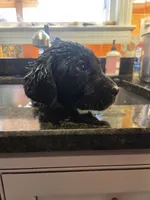 AKC Black Male #2, a female Labrador Retriever for sale in Travelers Rest, SC – Photo 5 of 10