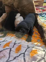 AKC Black Male #2, a female Labrador Retriever for sale in Travelers Rest, SC – Photo 1 of 4