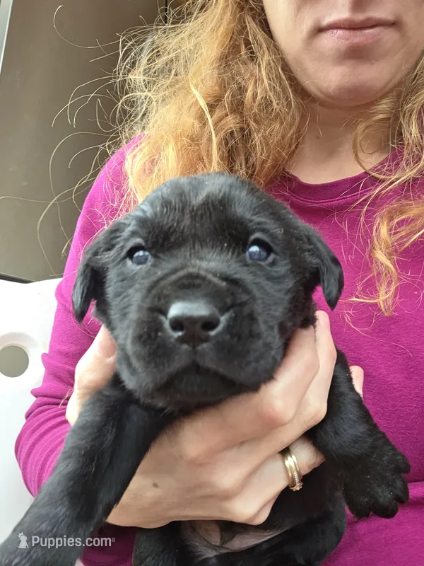 AKC Black Male #2 – Labrador Retriever puppy for sale in Travelers Rest, SC