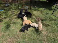AKC Black Male #2, a female Labrador Retriever for sale in Travelers Rest, SC – Photo 8 of 10