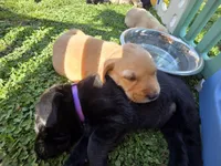 AKC Black Male #2, a female Labrador Retriever for sale in Travelers Rest, SC – Photo 5 of 10