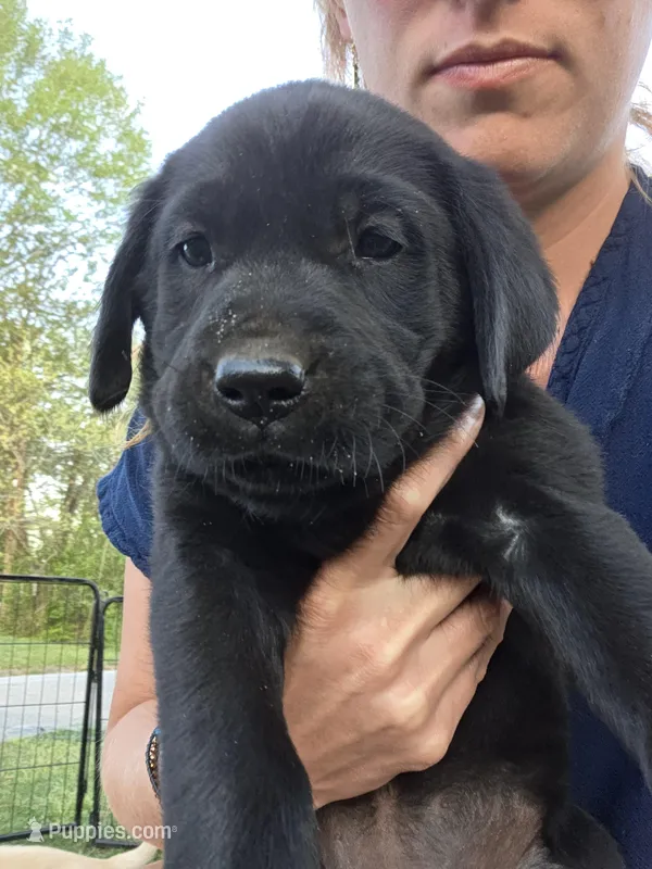 AKC Black Male #2 – Labrador Retriever puppy for sale in Travelers Rest, SC