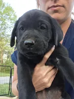 AKC Black Male #2, a female Labrador Retriever for sale in Travelers Rest, SC – Photo 1 of 10