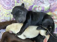 AKC Yellow Male #1, a male Labrador Retriever for sale in Travelers Rest, SC – 2 of 10