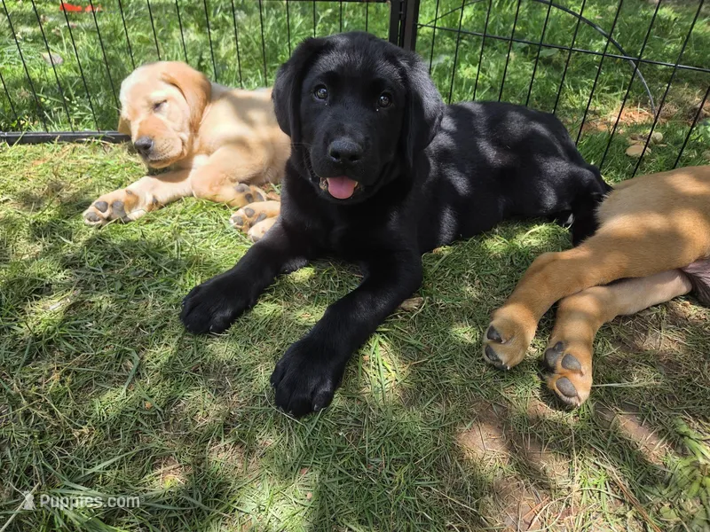 AKC Labrador Retriever