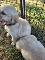 AKC Yellow Female #3, a female Labrador Retriever for sale in Travelers Rest, SC – 8 of 10