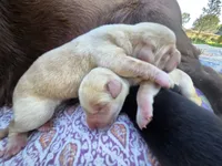 AKC Yellow Male #1, a male Labrador Retriever for sale in Travelers Rest, SC – 8 of 9