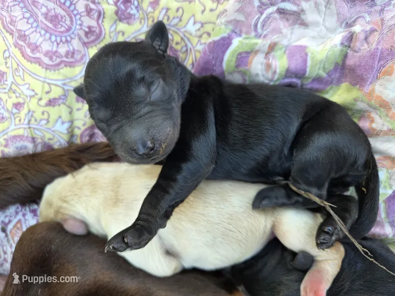 AKC Black Female #1 – Labrador Retriever puppy for sale in Travelers Rest, SC