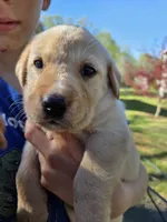 AKC Yellow Male #1, a male Labrador Retriever for sale in Travelers Rest, SC – Photo 2 of 10