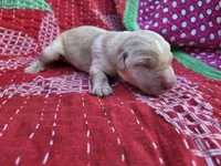 AKC Yellow Male #1, a male Labrador Retriever for sale in Travelers Rest, SC – Photo 3 of 5