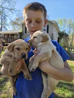 AKC Yellow Male #1, a male Labrador Retriever for sale in Travelers Rest, SC – Photo 4 of 10