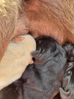 AKC Yellow Male #1, a male Labrador Retriever for sale in Travelers Rest, SC – Photo 4 of 5