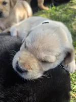 AKC Yellow Male #1, a male Labrador Retriever for sale in Travelers Rest, SC – Photo 9 of 10