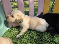 AKC Yellow Male #1, a male Labrador Retriever for sale in Travelers Rest, SC – Photo 5 of 10