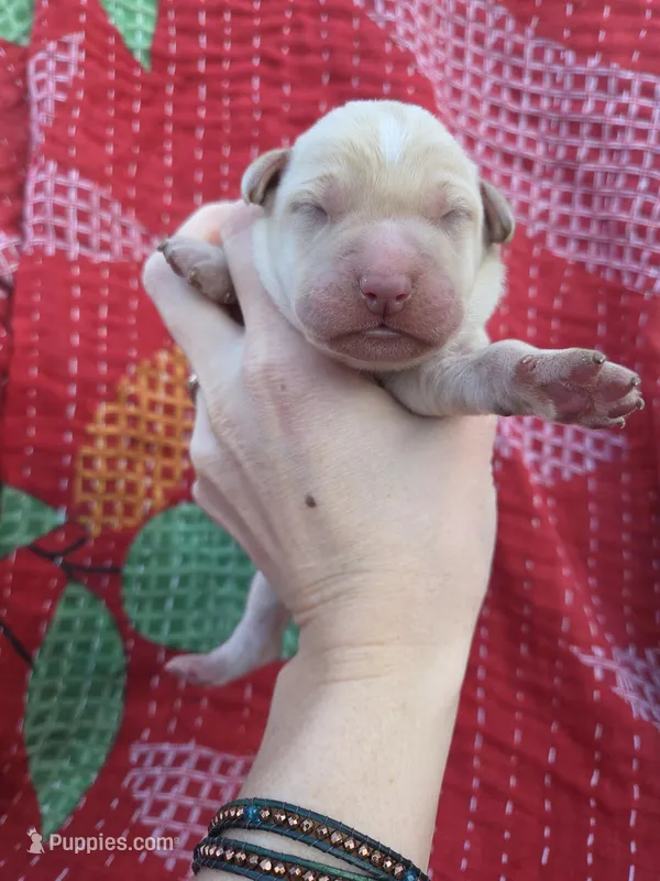 AKC Yellow Male #1, a male Labrador Retriever for sale in Travelers Rest, SC – Photo 1 of 5