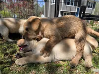 AKC Yellow Male #1, a male Labrador Retriever for sale in Travelers Rest, SC – Photo 7 of 10