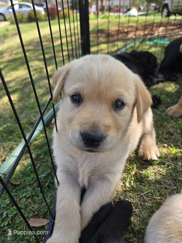 AKC Yellow Male #1 – Labrador Retriever puppy for sale in Travelers Rest, SC