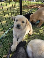 AKC Yellow Male #1, a male Labrador Retriever for sale in Travelers Rest, SC – Photo 10 of 10