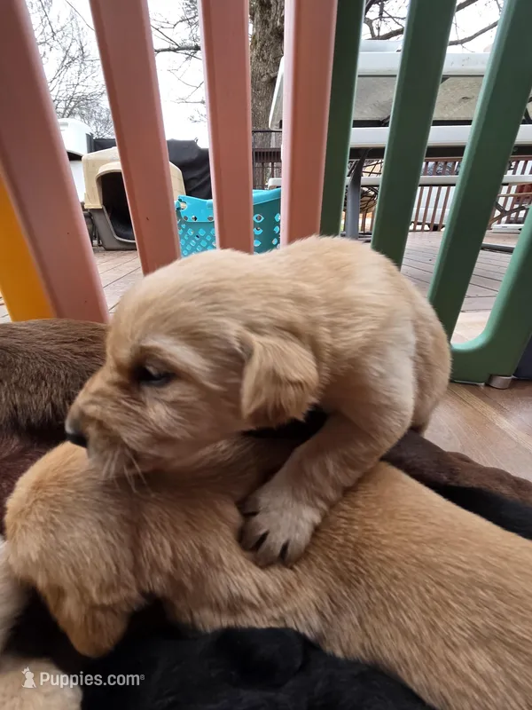 AKC Yellow Male #1 – Labrador Retriever puppy for sale in Travelers Rest, SC