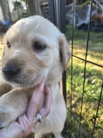 AKC Yellow Female #3, a female Labrador Retriever for sale in Travelers Rest, SC – 9 of 10