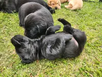 AKC Labrador Retriever, a  Labrador Retriever for sale in Travelers Rest, SC – Photo 1 of 2