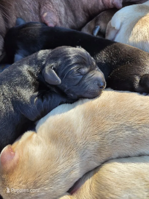 AKC Yellow Male #1 – Labrador Retriever puppy for sale in Travelers Rest, SC
