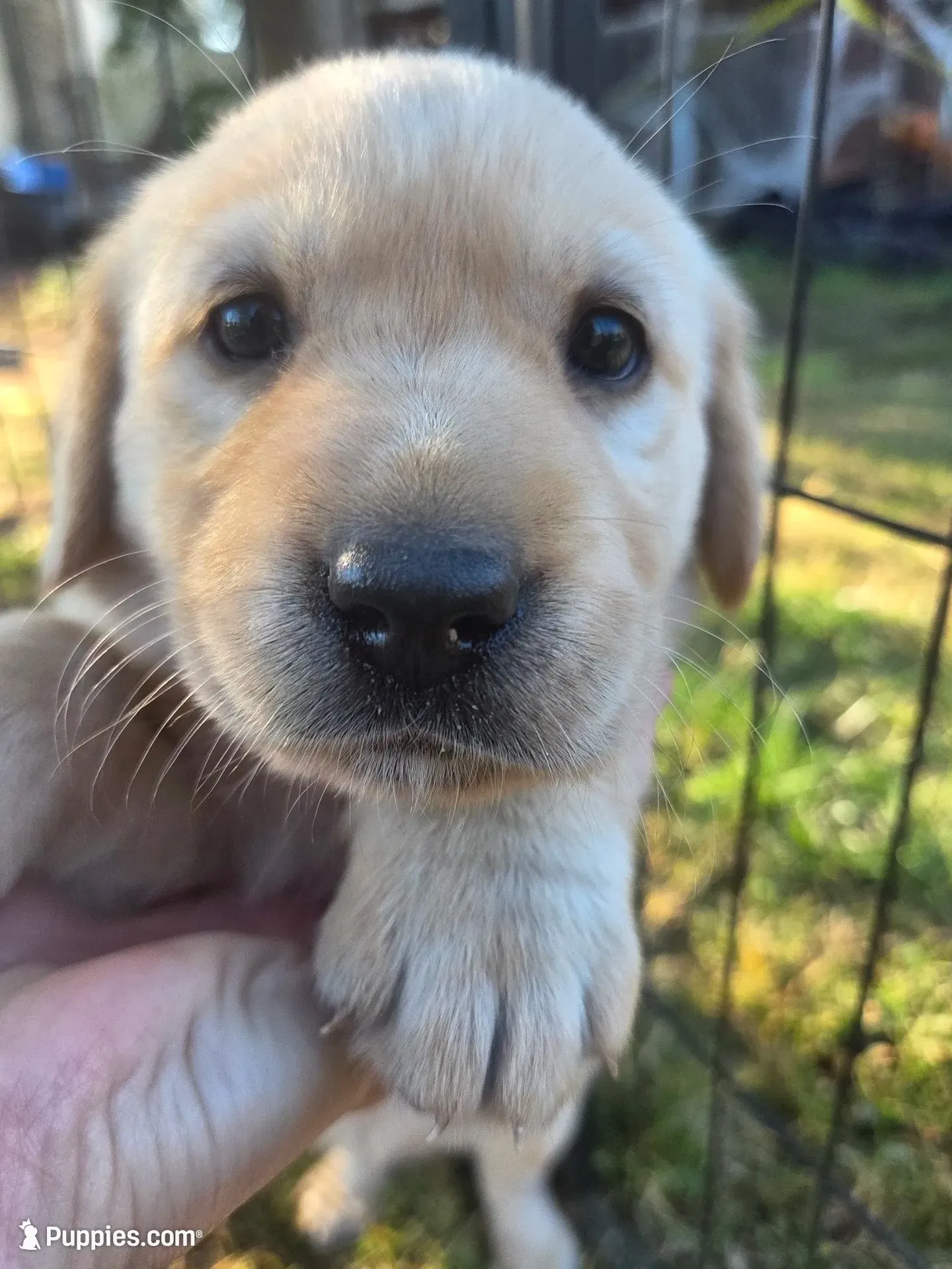 AKC Yellow Female #3, a female Labrador Retriever for sale in Travelers Rest, SC – 1 of 10