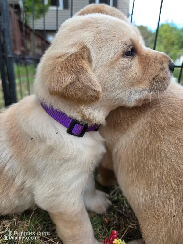 AKC Yellow Female #1 – Labrador Retriever puppy for sale in Travelers Rest, SC