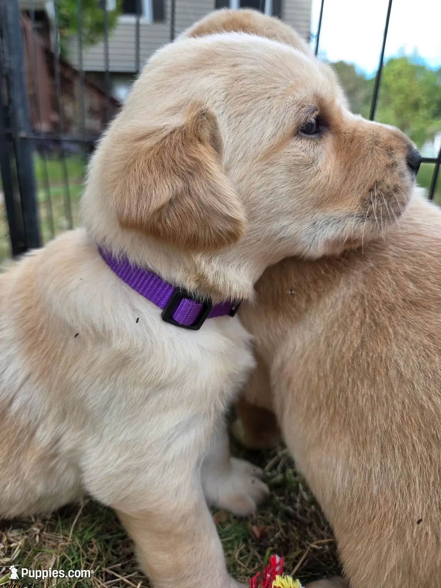 AKC Yellow Female #1, a female Labrador Retriever for sale in Travelers Rest, SC – 1 of 10