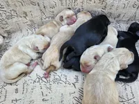 AKC Black Male #2, a male Labrador Retriever for sale in Travelers Rest, SC – 9 of 10