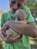 AKC Yellow Female #1, a female Labrador Retriever for sale in Travelers Rest, SC – 7 of 10