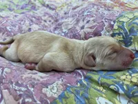 AKC Yellow Female #4, a female Labrador Retriever for sale in Travelers Rest, SC – 5 of 9