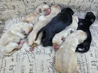AKC Black Male #2, a male Labrador Retriever for sale in Travelers Rest, SC – 10 of 10