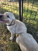 AKC Yellow Female #3, a female Labrador Retriever for sale in Travelers Rest, SC – 7 of 10