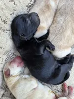 AKC Yellow Female #4, a female Labrador Retriever for sale in Travelers Rest, SC – 8 of 9