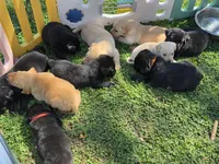 AKC Black Male #4, a male Labrador Retriever for sale in Travelers Rest, SC – Photo 6 of 6