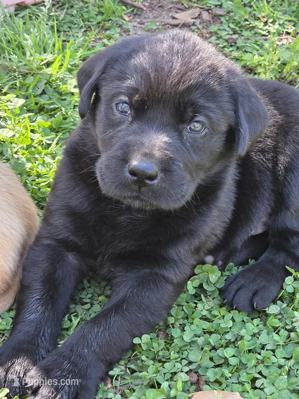 AKC Black Male #4 – Labrador Retriever puppy for sale in Travelers Rest, SC