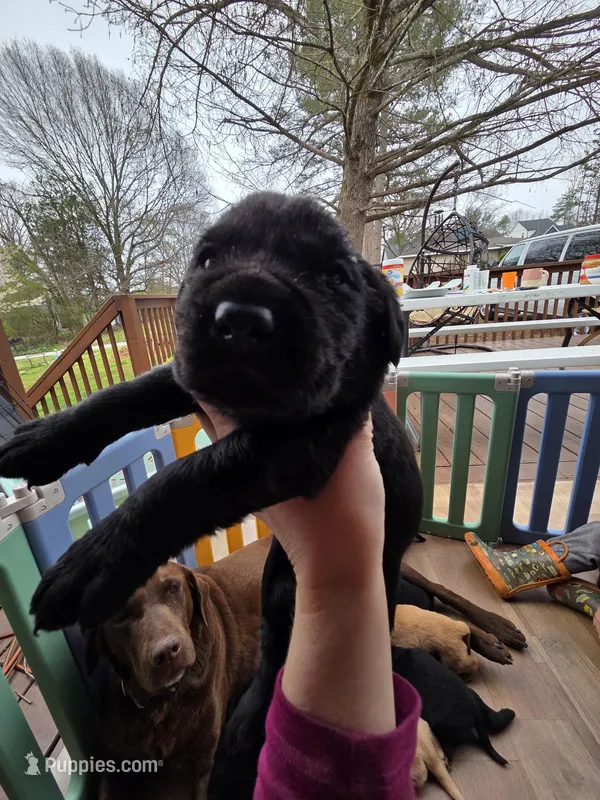 AKC Black Male #4 – Labrador Retriever puppy for sale in Travelers Rest, SC