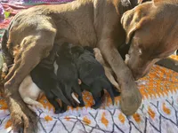 AKC Black Male #4, a male Labrador Retriever for sale in Travelers Rest, SC – Photo 3 of 3