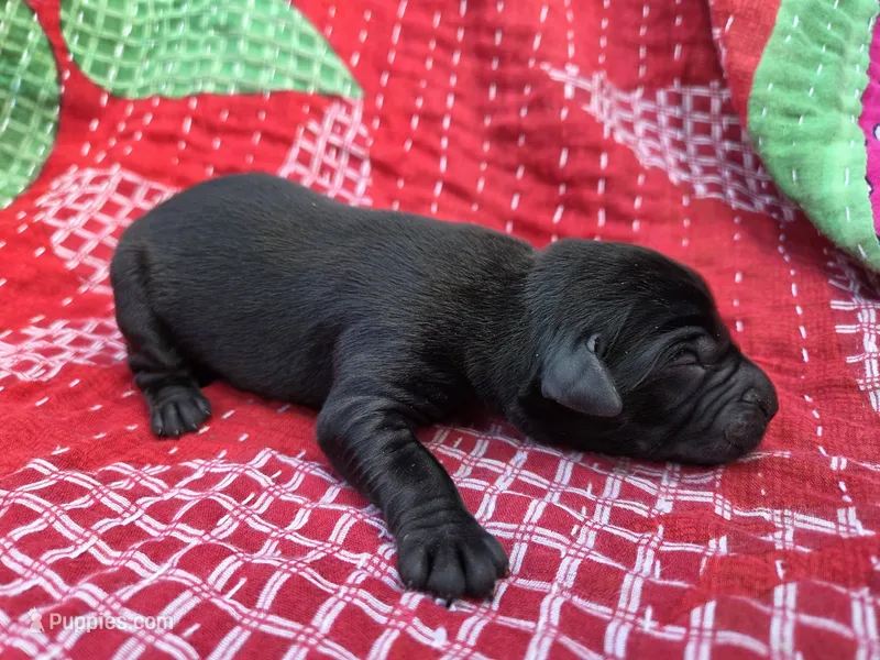AKC Black Male #4, a male Labrador Retriever for sale in Travelers Rest, SC – Photo 1 of 3