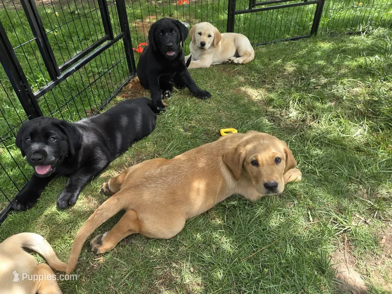 AKC Labrador Retriever